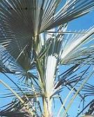 Trachycarpus "Manipur" ("Naga Hills")